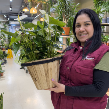 Comprar Elegante Anthuirum en Base de Fibra en Barcelona | Plantas de Interior