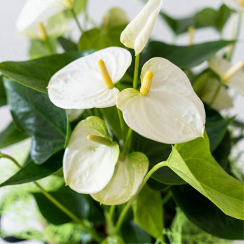 Comprar Elegante Anthuirum en Base de Fibra en Barcelona | Plantas de Interior