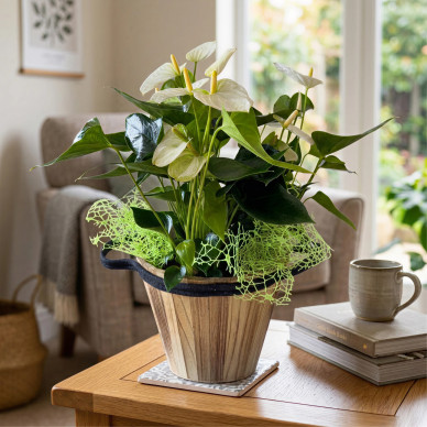 Comprar Elegante Anthuirum en Base de Fibra en Barcelona | Plantas de Interior 2