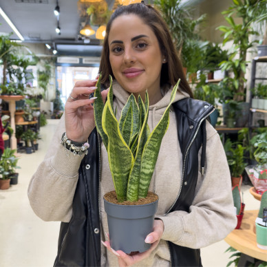 Comprar Sanseviera en Barcelona | Plantas de Interior 2