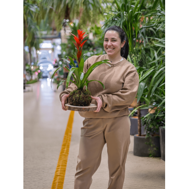 Taller de kokedama | Aprende la técnica japonesa paso a paso 2