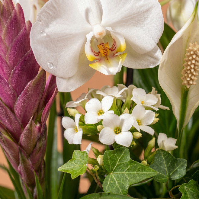 Comprar Grupo de Plantas Turanika en Barcelona | Plantas