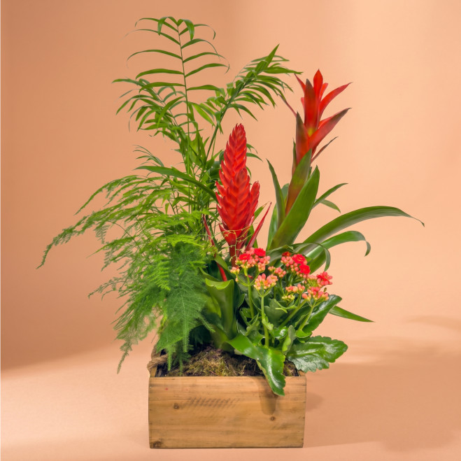 Comprar Selva en Casa en Barcelona | FLORES DÍA DE LA MADRE