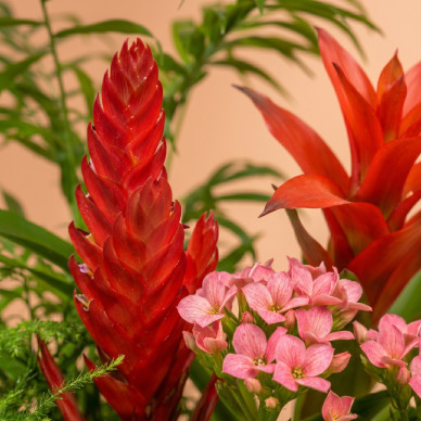 Comprar Selva en Casa en Barcelona | FLORES DÍA DE LA MADRE 2