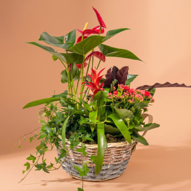 Comprar Pasión Natural en Barcelona | FLORES DÍA DE LA MADRE