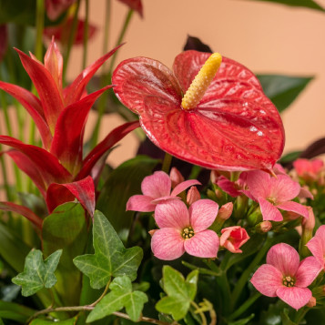 Comprar Pasión Natural en Barcelona | FLORES DÍA DE LA MADRE