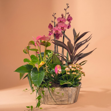 Comprar Encanto Rosa en Barcelona | FLORES DÍA DE LA MADRE