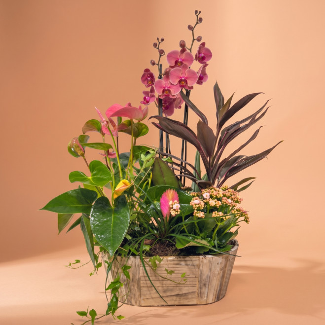 Comprar Encanto Rosa en Barcelona | FLORES DÍA DE LA MADRE