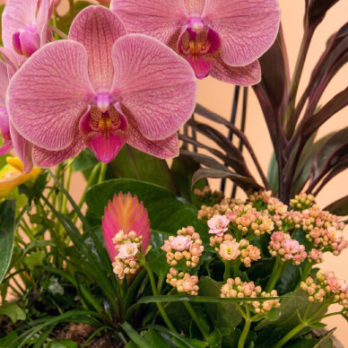 Comprar Encanto Rosa en Barcelona | FLORES DÍA DE LA MADRE 2