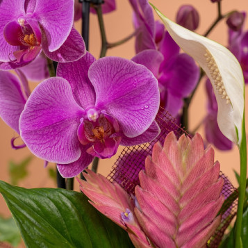 Comprar Composición Exótica en Cerámica en Barcelona | Grupos de Plantas
