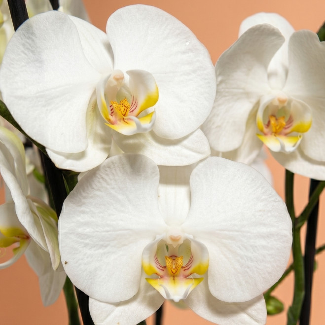 Orquídea Blanca Phalaenopsis en Maceta de Cristal | Planta Decorativa Elegante