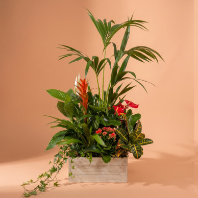 Grup de Plantes Luxury | Decoració Natural Premium per a Llar o Oficina