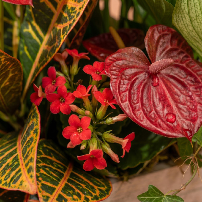 Grupo de Plantas Luxury | Decoración Natural Premium para Hogar u Oficina