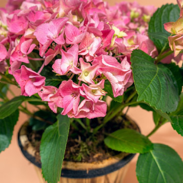 Hortensias Rosadas en Base de Madera | Decoración Natural