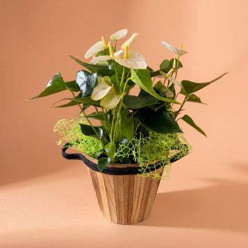 Comprar Elegante Anthuirum en Base de Fibra en Barcelona | Plantas de Interior
