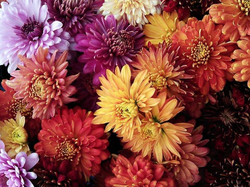 Flores para el Día de Todos los Santos: Las Más Elegidas para Honrar a Nuestros Seres Queridos