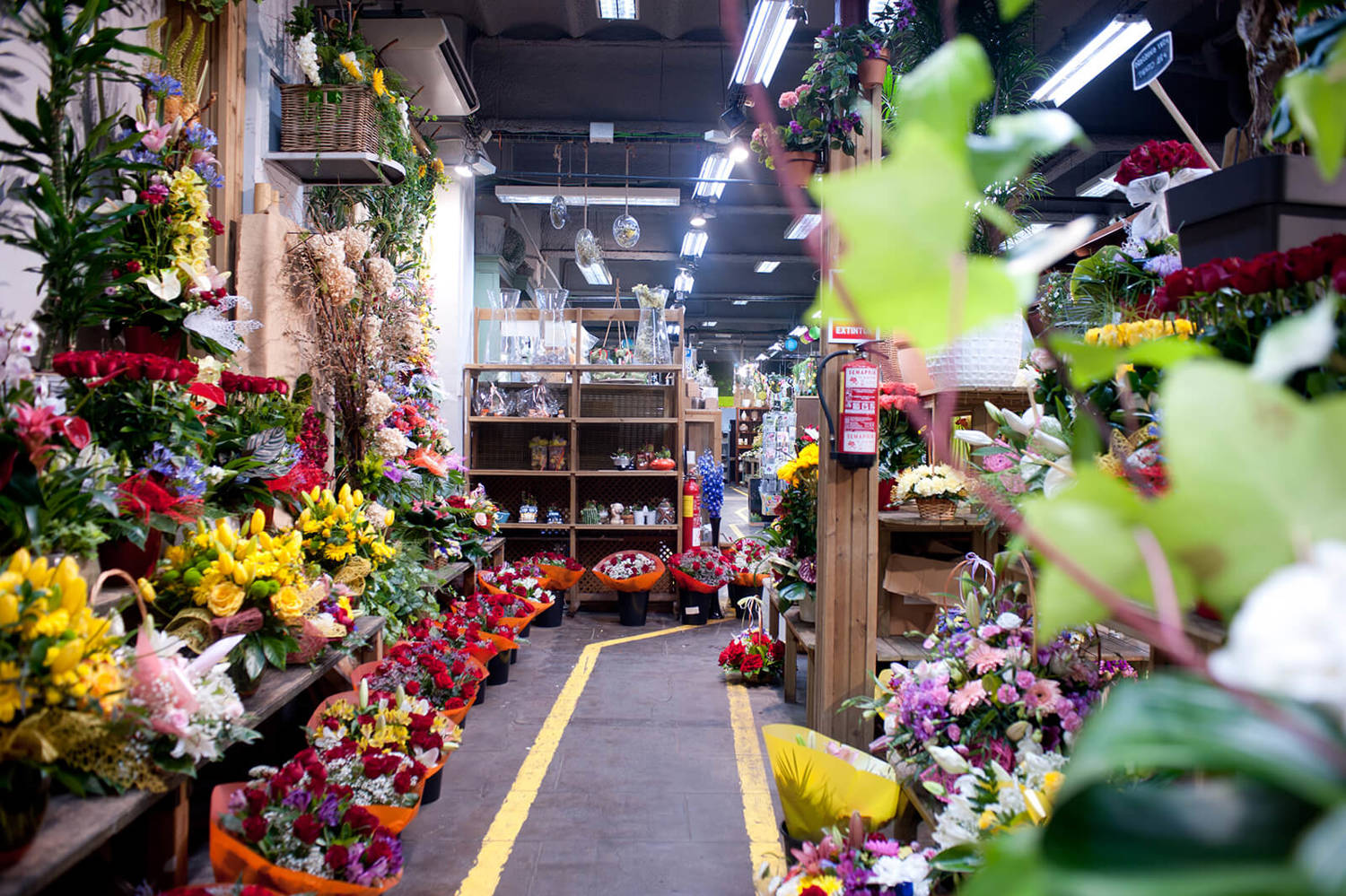¿Por qué Flores Navarro es conocida como el ‘jardín de la ciudad’?