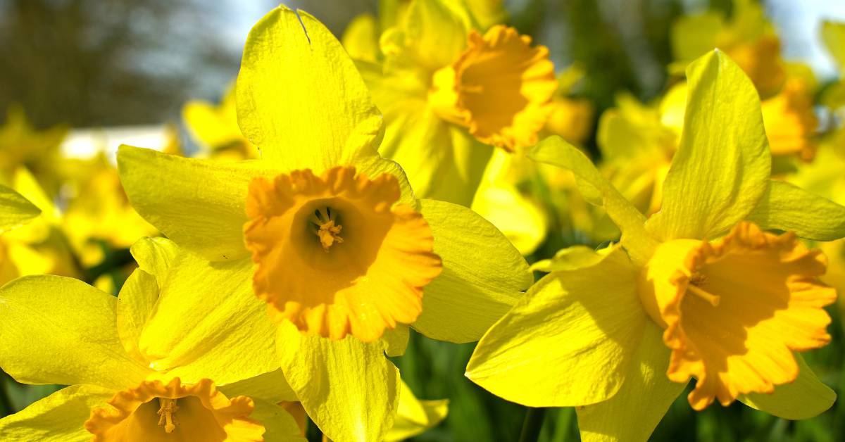 Flores de invierno: elegir y cuidar las mejores opciones para tu hogar