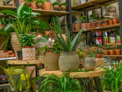 Cinco plantas fáciles de cuidar