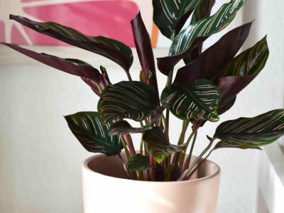 Cuidados básicos de la Calathea