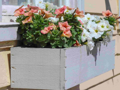 Plantas que florecen en primavera