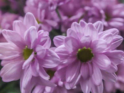 Margarita: la flor del mes de Abril