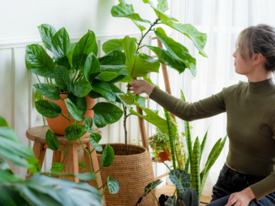 8 plantas que mejoran el ánimo