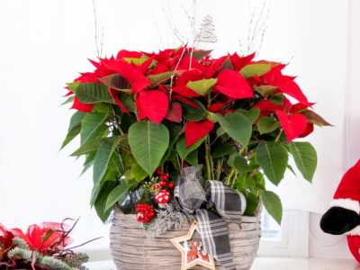 Flor de Pascua, de Navidad o Poinsettia: la flor del mes de diciembre