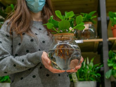 Planta hidropónica