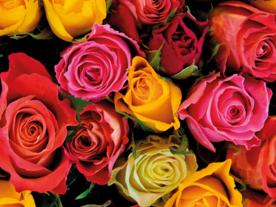 ¿Qué Significado tienen los Colores de las Rosas?