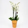 Orquídeas