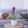 Plantas de Interior
