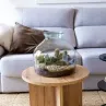 Terrarios de plantas