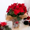 Flors de pasqua Ponsetties