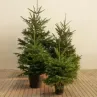 Árboles de Navidad