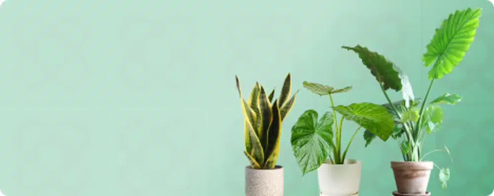 Plantas interior - Flores Navarro